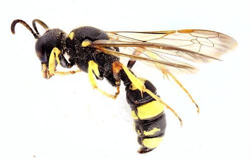 Cerceris rybyensis